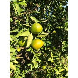 mandarines_primosole