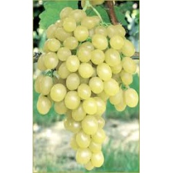 raisin_italia