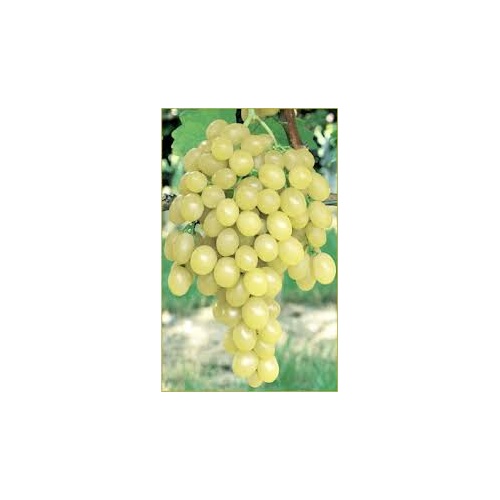 raisin_italia
